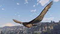 In GTA 5 you can turn into a hawk!
