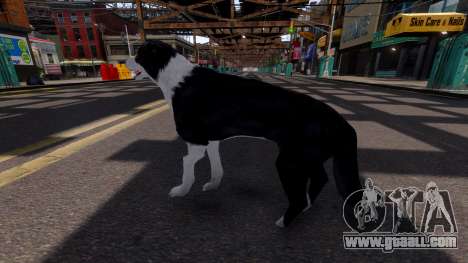 Border Collie for GTA 4