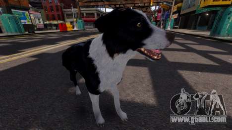 Border Collie for GTA 4