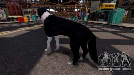 Border Collie for GTA 4