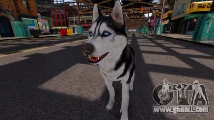 Siberian Husky for GTA 4