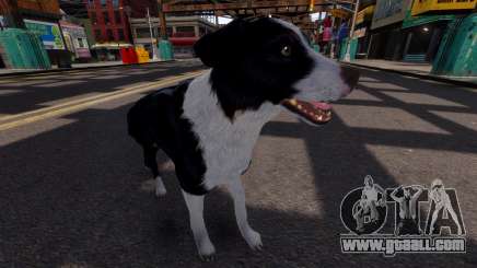 Border Collie for GTA 4